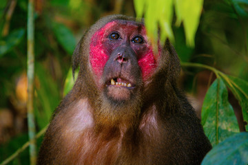 Stump-Tailed Macaque, Macaca arctoides,Gibbon wildlife sanctuary
