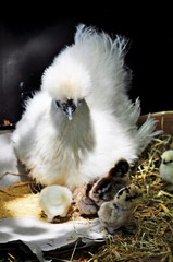 silk chickens family sitting in a chicken coop with a little one 