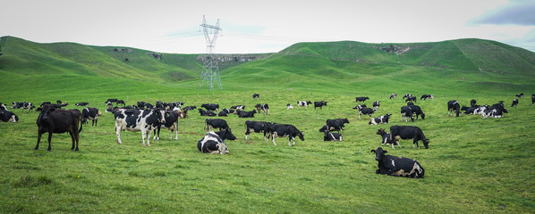 Cows on green hill