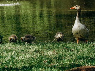 A duck and his ducklings