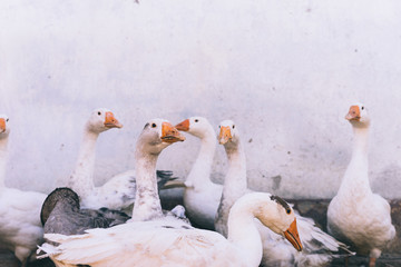 Obraz premium a flock of white geese on a wall background