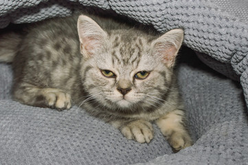 a small kitten in a pet store