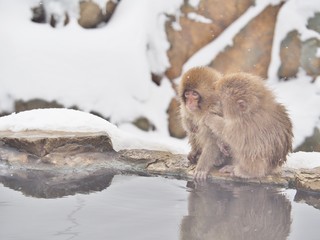 Naklejka premium Portrait of Japanese macaques (Snow Monkey) at the edge of the hot spring pool (Onsen) at Jigokudani Monkey Park in Nagano prefecture, Japan.
