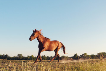 Wild horse galloping in Danube Delta, Dobrogea, Romania