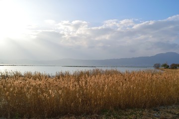 琵琶湖のヨシ群落