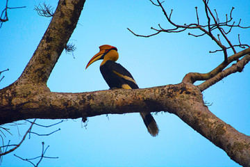 The great hornbill, Buceros bicornis