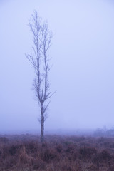Obraz na płótnie Canvas A foggy start on Wilverley Plain in the New Forest National Park.