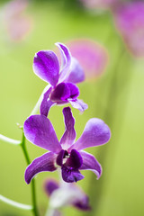Close-Up of Lilac Orchid Flower in Garden, diffused background, Spain