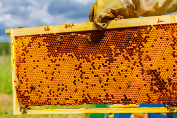Sealed full honeycomb with honey on wooden frame, close up