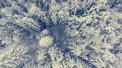Drop down view of snow covered forest.