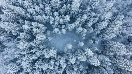 Drop down view of snow covered forest.