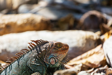 Iguana