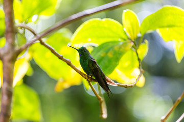 Kolibri