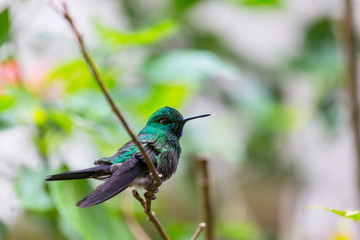 Kolibri