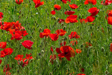 Field with red poppies at spring time