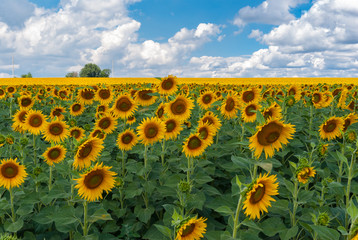 Classic rural landscape with sunflower fields at suummer near Dnipro city, UKraine