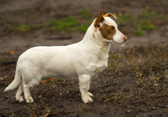 Outdoor portrait of stocky short-legged brave dog