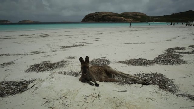 kangaroo lying on pristine and white sand of Lucky Bay in Cape Le Grand National Park, near Esperance in Western Australia. Lucky Bay is one of Australia's most well-known beaches known for kangaroos.