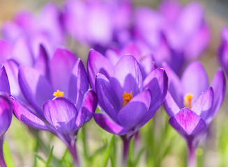 Beautiful purple crocuses flowers close-up. Early spring close-up flowers with bright sunlight. 