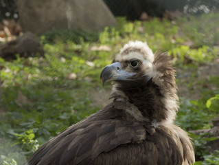 mirada