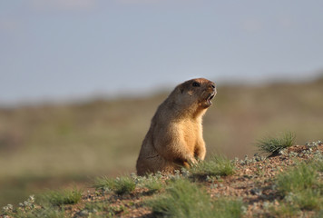 The funny singing groundhog.