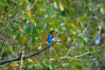 White Throated kingfisher, Halcyon smyrnensis