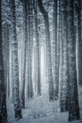 winter in forest