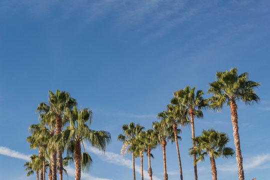 Background with numerous Washingtonia fan palm trees set against a bright blue sky, copy space, horizontal aspect