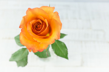 Orange rose, view from above