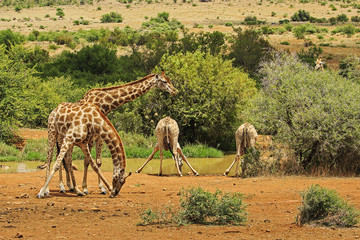 Group of giraffe drinking at the waterhole