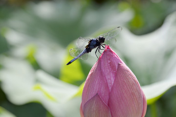 トンボとハスの花