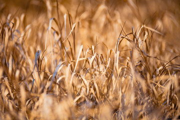 Yellow dry grass macro nature