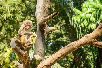 photo of monkey on the branch