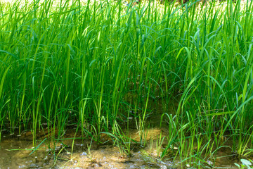 Obraz premium photo of small and green plants, paddy