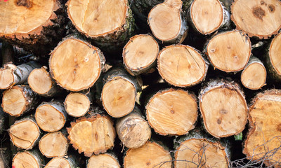 Pile of wood logs, wood texture
