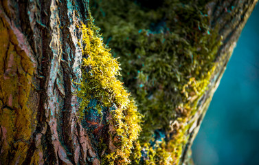 Moss on tree trunk close up, nature macro