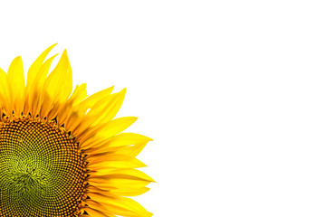 Obraz premium Corner close-up of sunflower leaves on white background