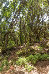 Alte, knorrige Lorbeerbäume säumen den Wanderweg auf Teneriffa
