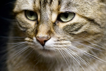 Katze im Studio fotografiert mit Makro objektiv
