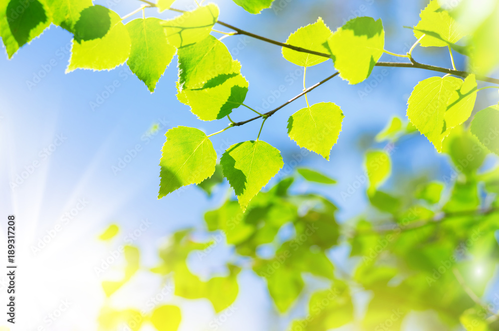 Poster spring scene with birch branch against the sky