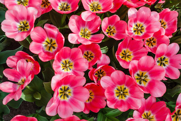 Fototapeta premium tulips in spring field