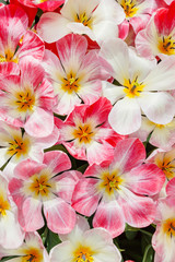 tulips in spring field