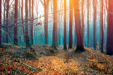 Beech trees autumn forest during sunset