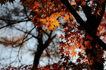 暗い紅葉