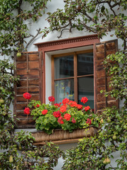 Fototapeta na wymiar Wooden window with petunia and a pear tree in Hallstatt