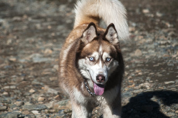 Red and white siberian male husky dog closeup on gravel road background