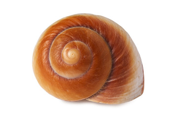 Sea shell isolated on a white background.