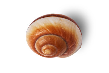Sea shell isolated on a white background.