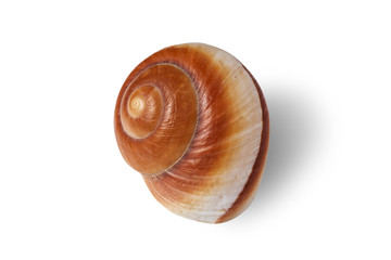 Sea shell isolated on a white background.