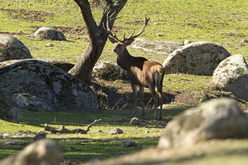 Red deer. Cervus elaphus